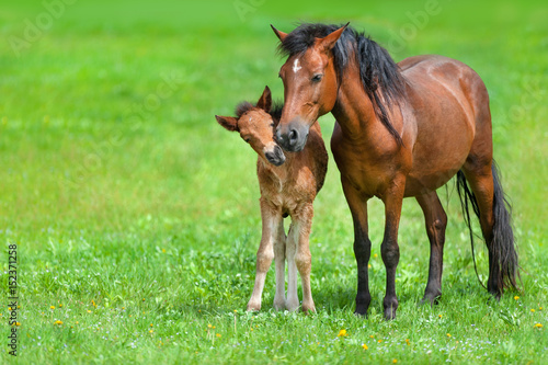 Mare with colt on spring green field