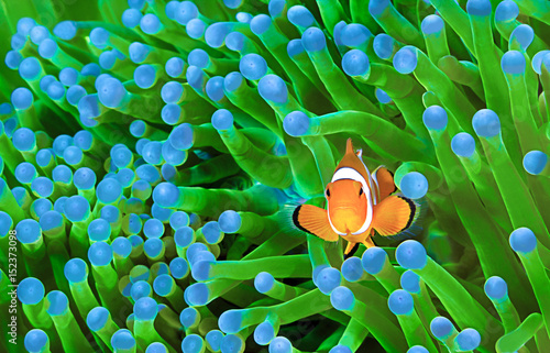 Clownfish, Amphiprion ocellaris photo