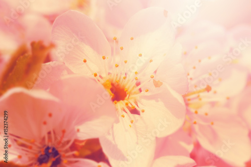 Beautiful flowers bloom in spring © iryna1