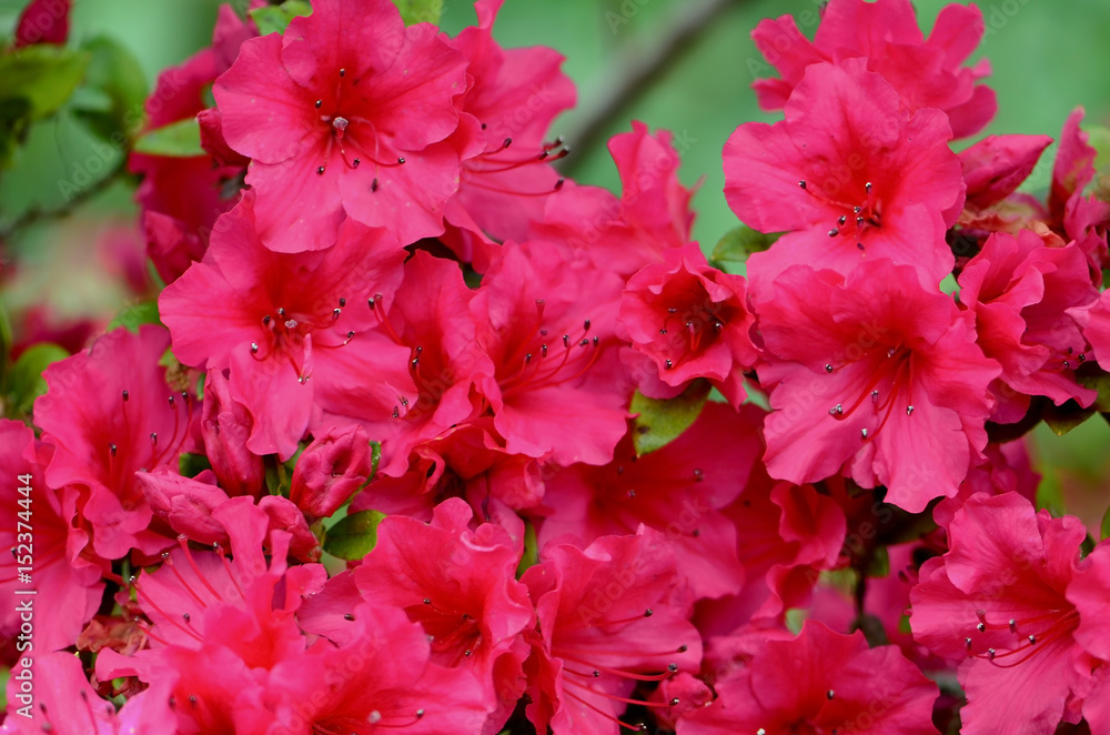 red petunias red petunias