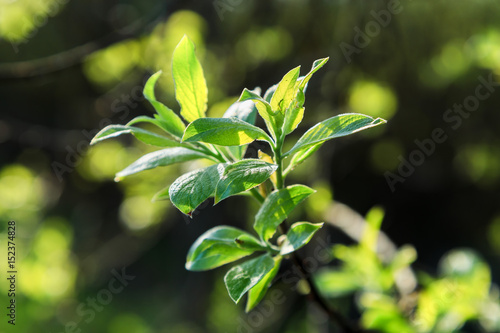 young green leaves on the branch