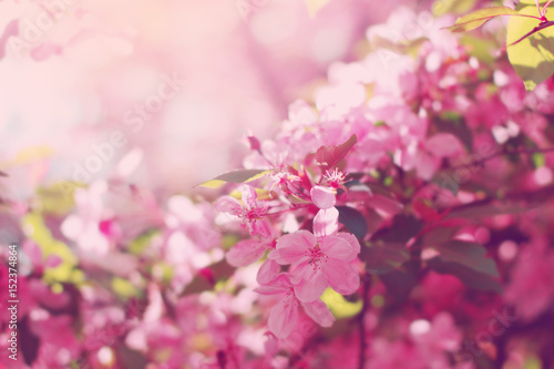 Pink flowers blossom on the tree in spring. Floral background. © iryna1