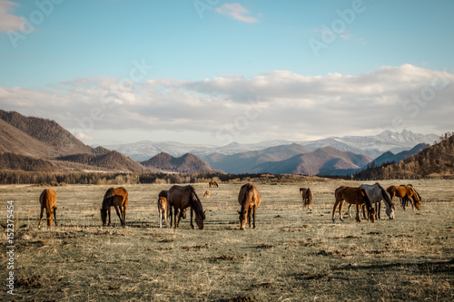 horses