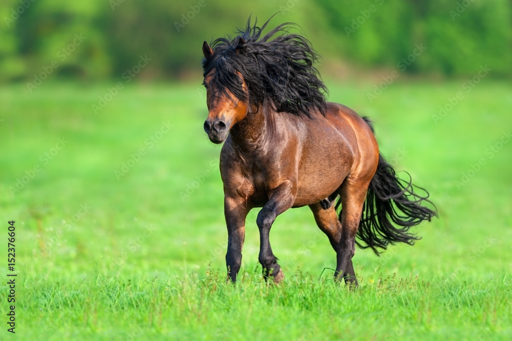 Beautiful bay stallion with long black mane run gallop on spring meadow Beautiful bay stallion with long black mane run gallop on spring meadow