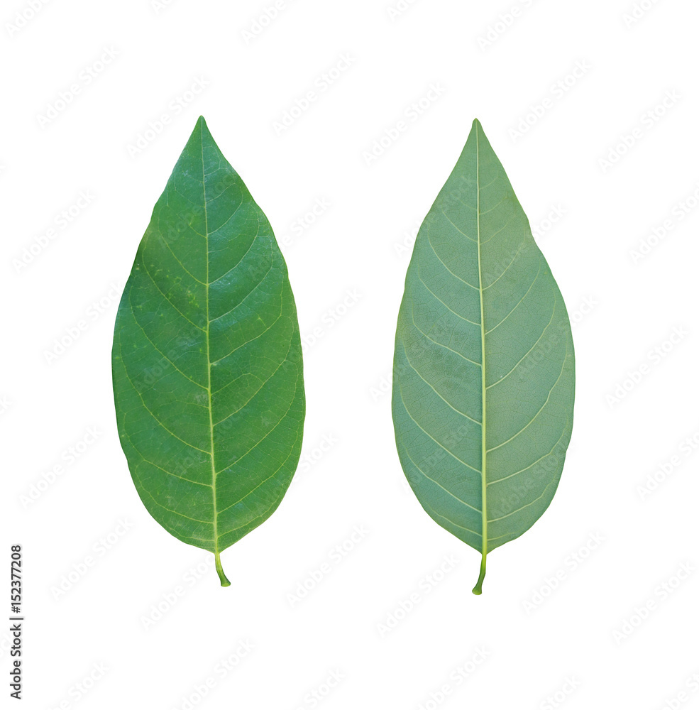 Obraz premium Green leaves of tropical trees in Thailand.