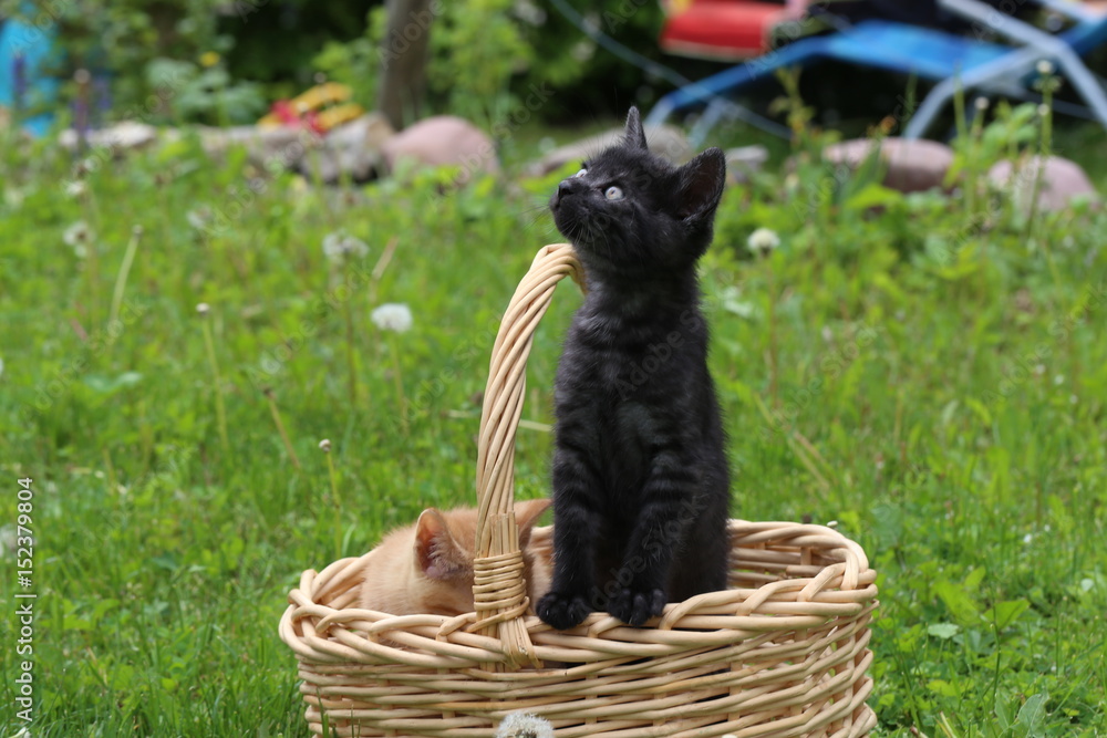 Obraz premium Pets / Kittens / Little kittens play