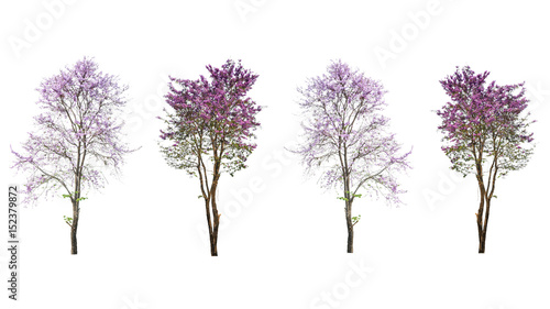purple tree (Lagerstroemia) isolated on white background photo