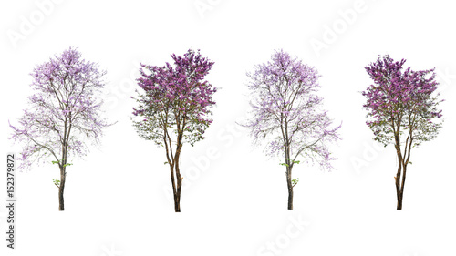 Tableau sur toile purple tree (Lagerstroemia) isolated on white background