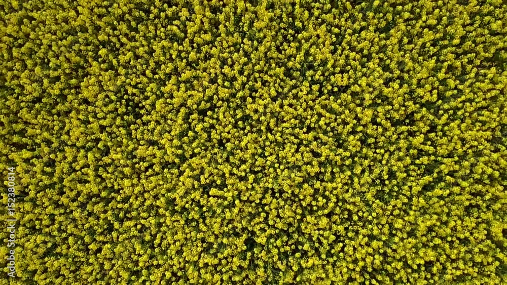 Aerial flight over blooming canola field close up Aerial flight over blooming canola field close up
