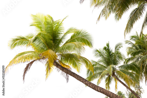 Coconut palm trees on white background.