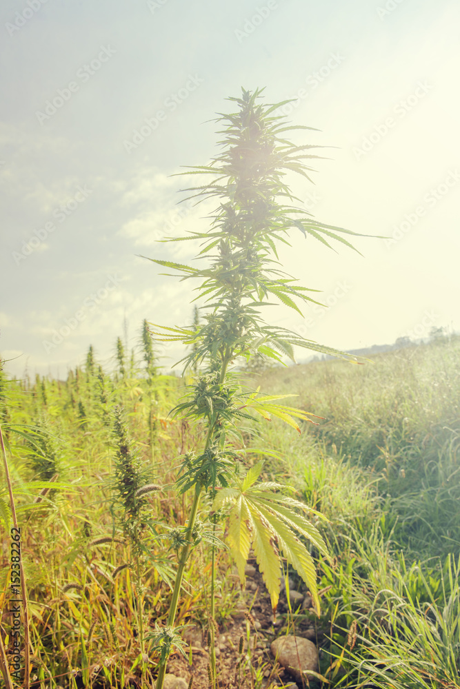 A lovely day outdoors. A very tall plant is growing on a meadow and it is higher than any other plant. A lovely day outdoors. A very tall plant is growing on a meadow and it is higher than any other plant.