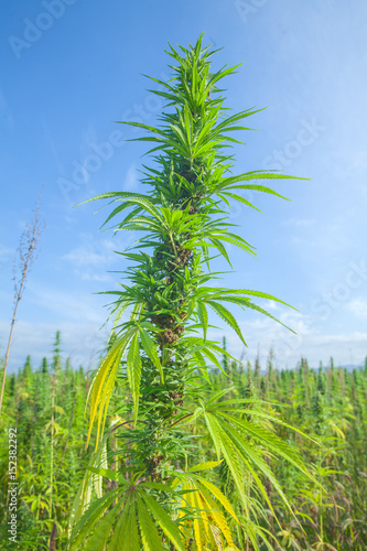 A very tall cannabis is growing on this field. The day is sunny and warm.