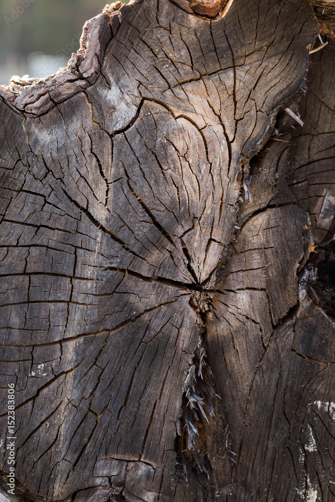 Wooden stump isolated on the white background. Round cut down tree with annual rings as a wood texture. Wooden stump isolated on the white background. Round cut down tree with annual rings as a wood texture.