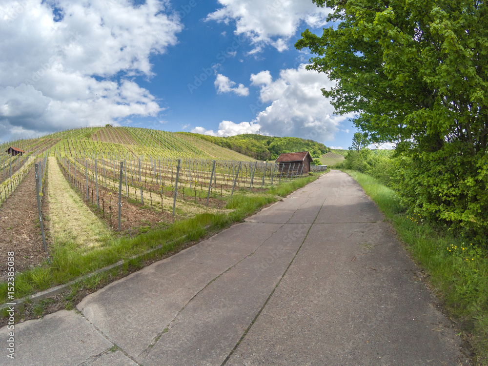 View on German vineyard in a rural landscape