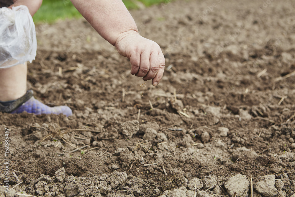 Farmer's female hands planting seed in soil Farmer's female hands planting seed in soil