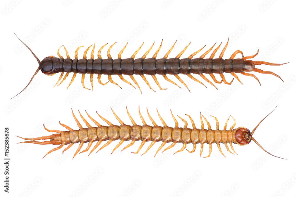 Obraz premium Centipede isolated