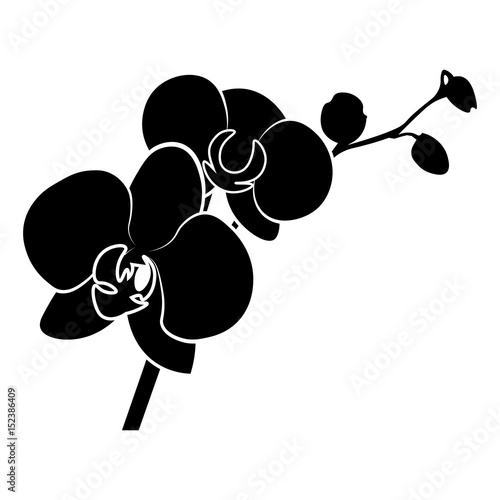 Fototapeta Naklejka Na Ścianę i Meble -  Orchid vector icon.