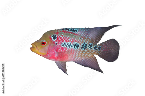 Female Cichlidae / Flowerhorn Crossbreed Fish