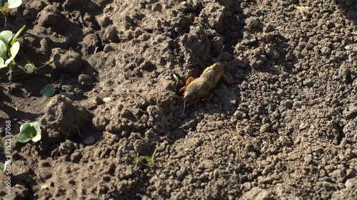 Gryllotalpa Medvedka crawls on the ground. Close-up photo