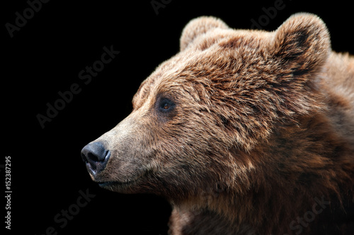 Brown bear portrait isolated on black background