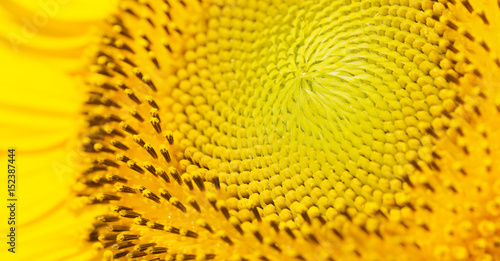 Sunflower detail. Macro picture.