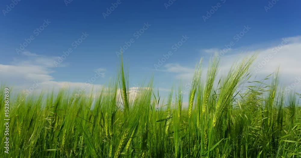 Bright sunny summer day large clouds over green field of young wheat time lapse Bright sunny summer day large clouds over green field of young wheat time lapse
