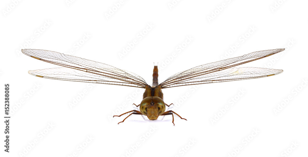 Dragonfly isolated on white background.