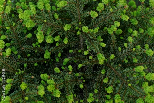 Зелёная натуральная текстура из хвойных веток дерева