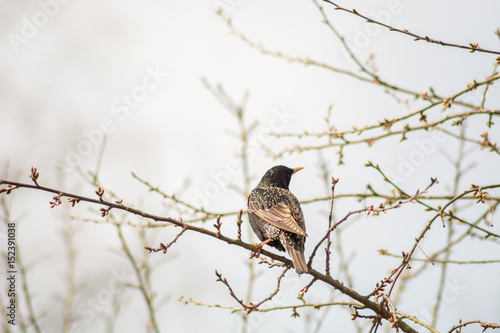 a bird walking on the grass