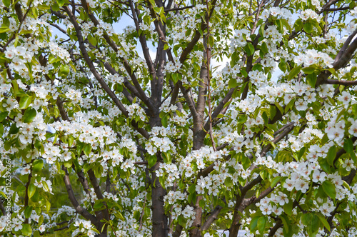 Flowering pear tree in the garden