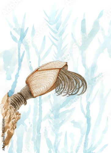 Painting of a pelagic gooseneck barnacle (Lepas anatifera)