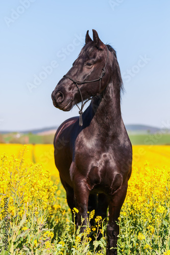 portrait of a Friesian horse © Christian Müller