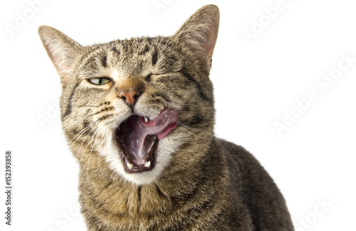 the cat licked his whiskers