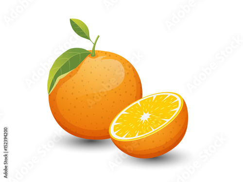 Vector Orange fruits isolated on white background