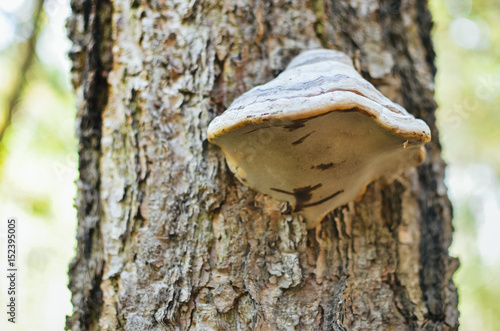 mushrooms on a tree in a forest closeup photo