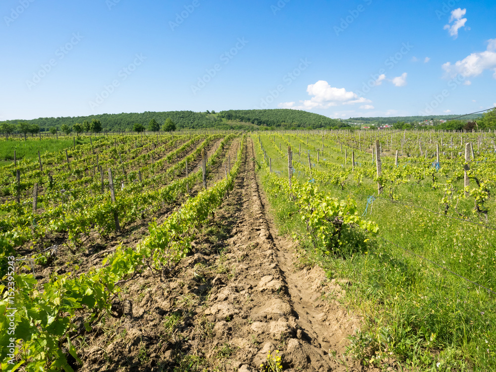 Vineyards near Focsani, Romania, in spring, freshly plowed, with a patch of forest in the background and blue sky overhead Vineyards near Focsani, Romania, in spring, freshly plowed, with a patch of forest in the background and blue sky overhead