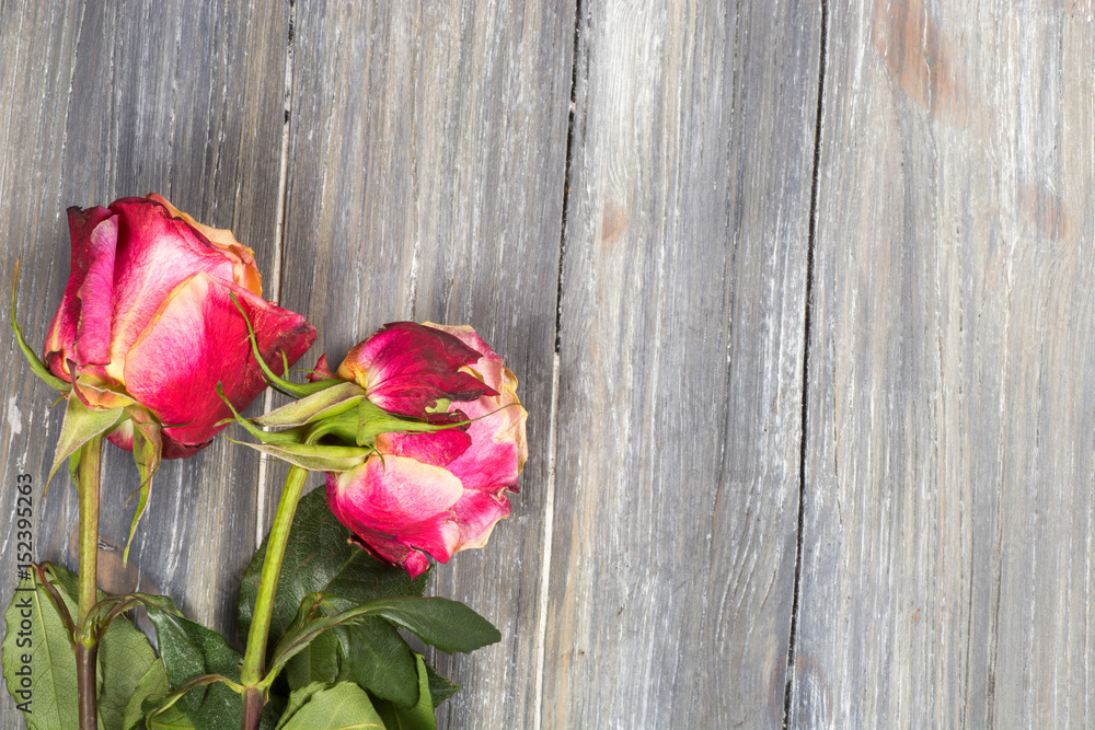 rose on the wooden