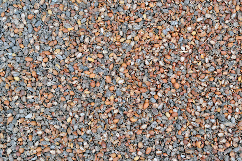 Peel from the fruits of argan tree background Peel from the fruits of argan tree background