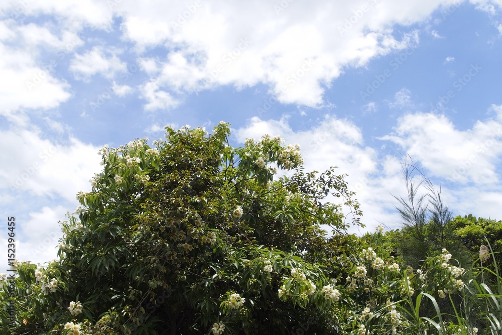 Obraz premium イジュ