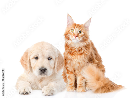 Golden retriever puppy and red maine coon cat. isolated on white background