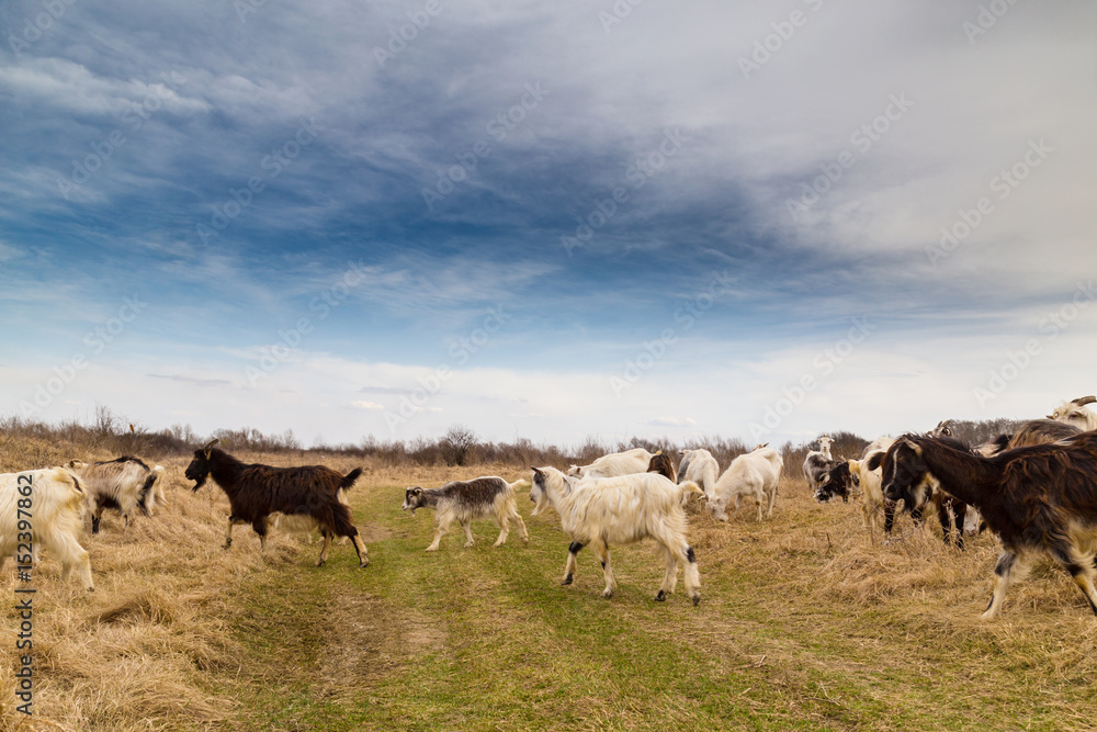Pastoral scenery with herd of goats along river bank, in Eastern Europe Pastoral scenery with herd of goats along river bank, in Eastern Europe