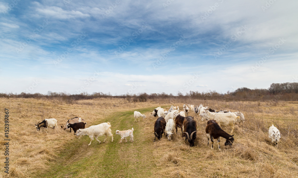 Obraz premium Pastoral scenery with herd of goats along river bank, in Eastern Europe