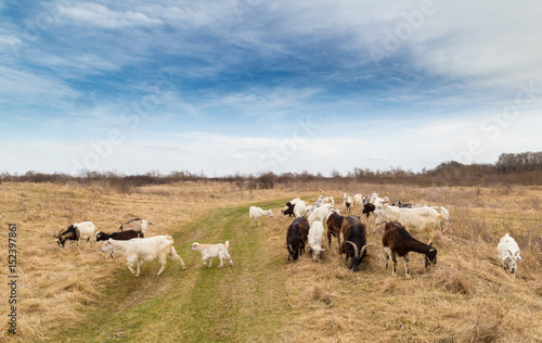 Pastoral scenery with herd of goats along river bank, in Eastern Europe
