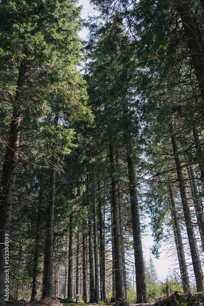 Fototapeta premium Forest.