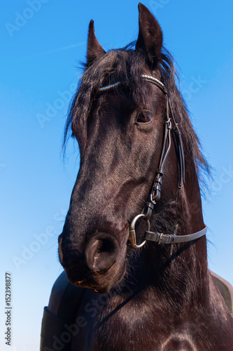 portrait of a Friesian horse © Christian Müller