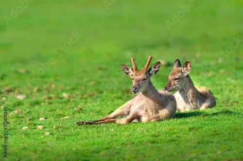 Fototapeta Naklejka Na Ścianę i Meble -  A herd of deer rest on a green lawn