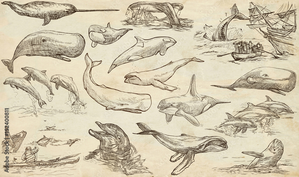 Obraz premium Cetaceans, Cetacea - An hand drawn pack, freehand sketching - full sized collection on od paper.