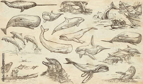 Cetaceans, Cetacea - An hand drawn pack, freehand sketching - full sized collection on od paper.