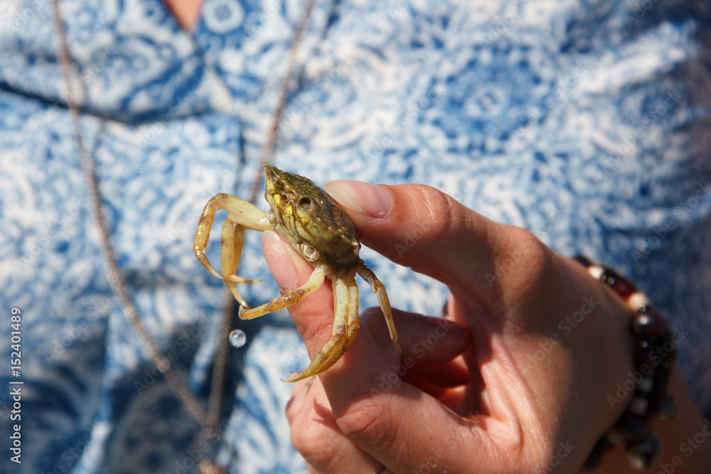 Lady holding a young crab she just picked up from the bottom of the Wadden sea.