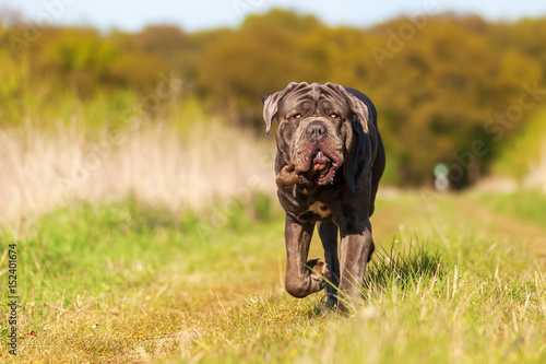 Bild auf Leinwand Neapolitan Mastiff on a meadow